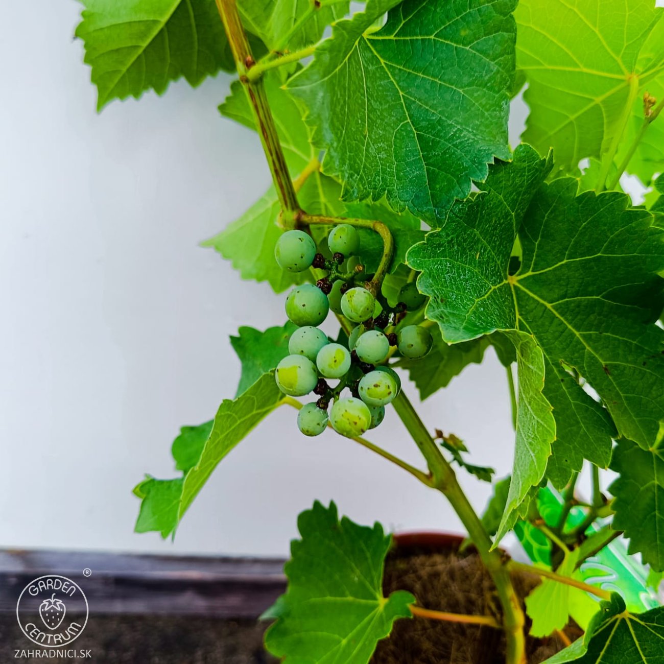 Obrázok Vinič hroznorodý (Vitis vinifera) ‘SOUVIGNIER GRIS’– výška 70-90 cm, kont. C3L